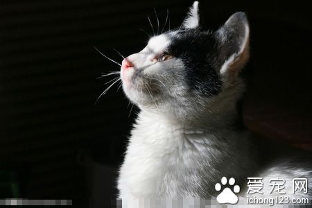 猫咪胀奶怎么办 最好的办法找小猫去吃奶