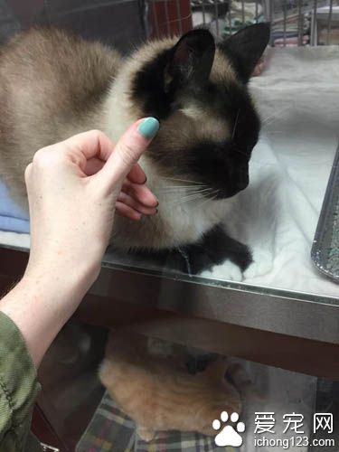 原本不打算养猫的她被一只隔着玻璃向她撒娇的猫咪融化了