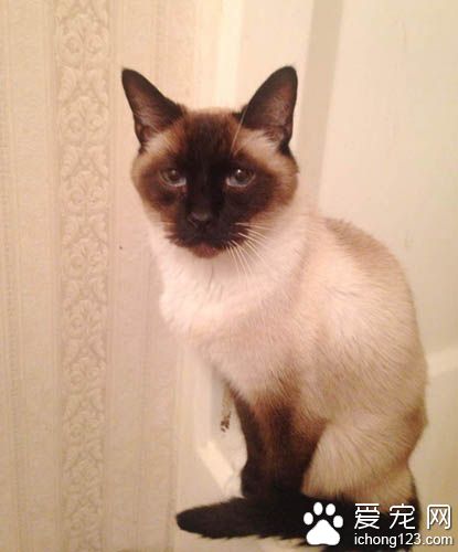 原本不打算养猫的她被一只隔着玻璃向她撒娇的猫咪融化了