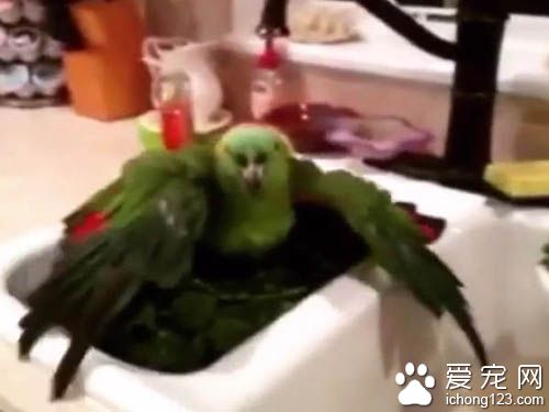 鹦鹉中二的程度并不亚于人类啊，叫它往东它偏往西！