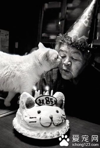 老奶奶和猫咪形影不离 但白猫因慢性肾衰竭而过世了