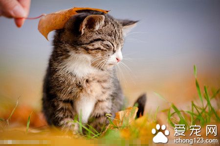 猫咪抽搐怎么办 抽搐是不随意运动的表现