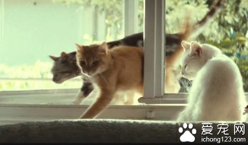 商家请来喵星人帮自家产品拍广告 画面非常治愈