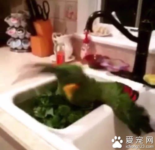 鹦鹉中二的程度并不亚于人类啊，叫它往东它偏往西！