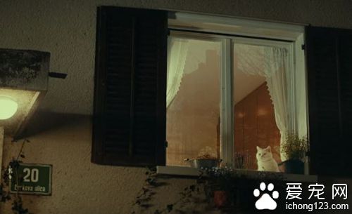 商家请来喵星人帮自家产品拍广告 画面非常治愈