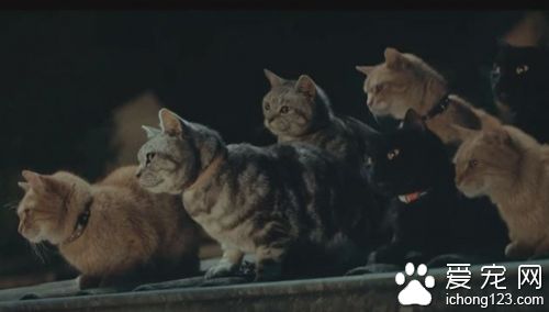 商家请来喵星人帮自家产品拍广告 画面非常治愈