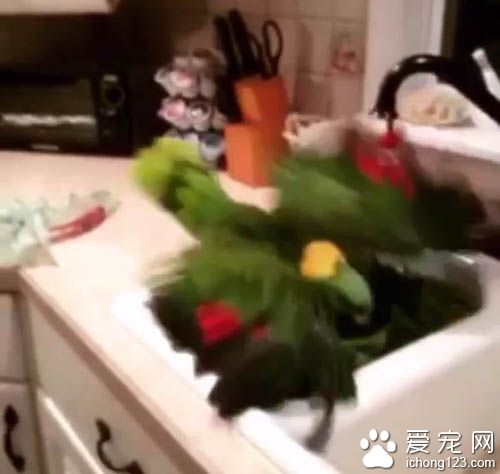 鹦鹉中二的程度并不亚于人类啊，叫它往东它偏往西！