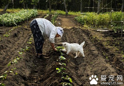 老奶奶和猫咪形影不离 但白猫因慢性肾衰竭而过世了