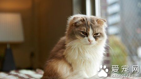 猫咪肠胃不好怎么办 不要频繁的换粮食