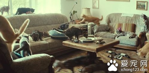 商家请来喵星人帮自家产品拍广告 画面非常治愈