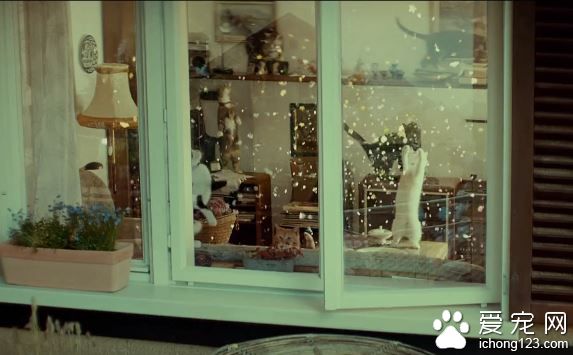 商家请来喵星人帮自家产品拍广告 画面非常治愈