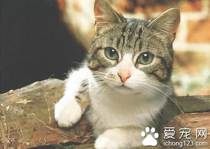 猫咪皮肤病怎么办 解析3种猫咪常见疾病