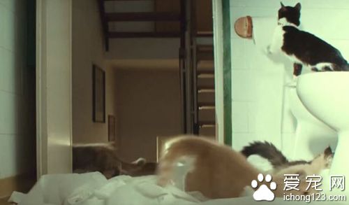 商家请来喵星人帮自家产品拍广告 画面非常治愈