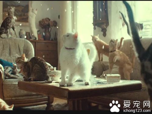 商家请来喵星人帮自家产品拍广告 画面非常治愈