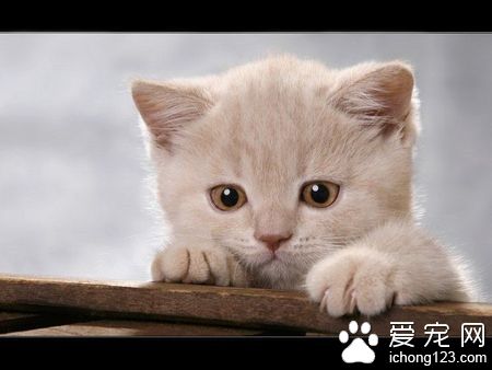 猫咪流产了怎么办 预防猫咪流产的措施