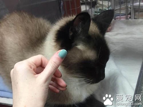 原本不打算养猫的她被一只隔着玻璃向她撒娇的猫咪融化了