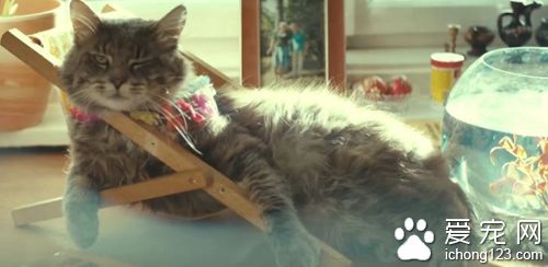 商家请来喵星人帮自家产品拍广告 画面非常治愈