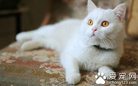 猫咪睡觉的时候抽搐 可能是缺钙引起的