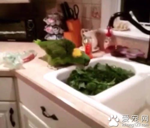 鹦鹉中二的程度并不亚于人类啊，叫它往东它偏往西！