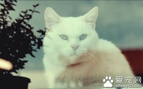 商家请来喵星人帮自家产品拍广告 画面非常治愈