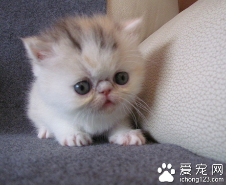 猫为什么长胡子 具有感觉功能