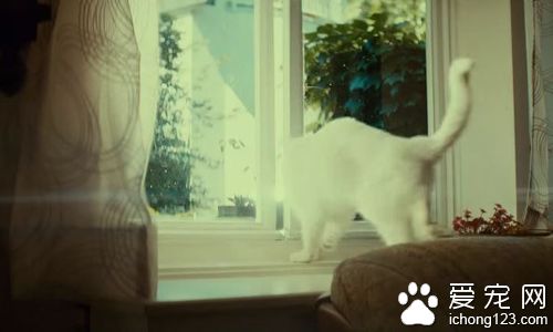 商家请来喵星人帮自家产品拍广告 画面非常治愈