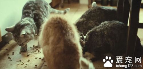 商家请来喵星人帮自家产品拍广告 画面非常治愈