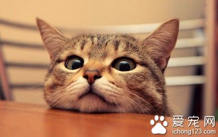 猫咪有跳蚤怎么办 定期为猫咪清除跳蚤