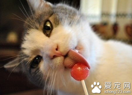 猫的耳朵流水 耳螨可引起耳炎等疾病