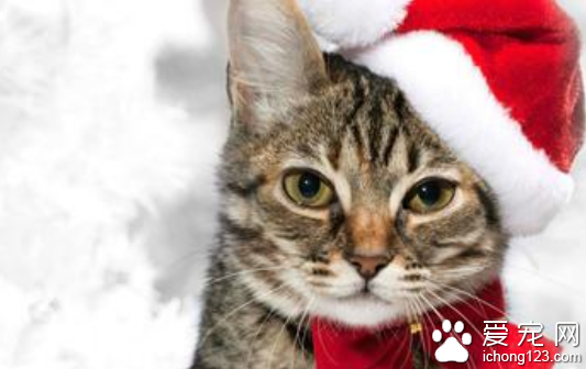 猫咪肠胃炎怎么办 肠胃炎是常见疾病之一