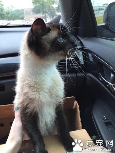 原本不打算养猫的她被一只隔着玻璃向她撒娇的猫咪融化了