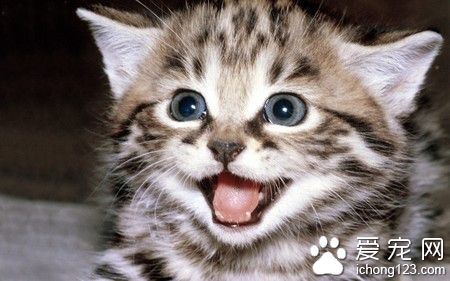 猫咪得了肠胃炎怎么办 可食疗药物治疗