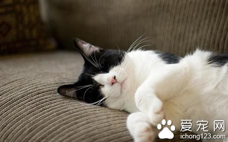 猫咪死了怎么办 尸体处理常见的五种方法