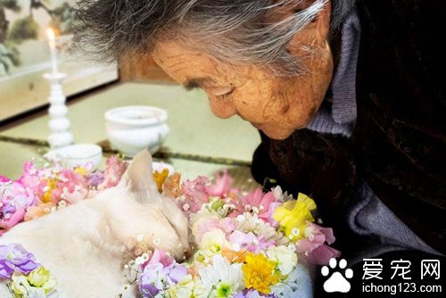 老奶奶和猫咪形影不离 但白猫因慢性肾衰竭而过世了