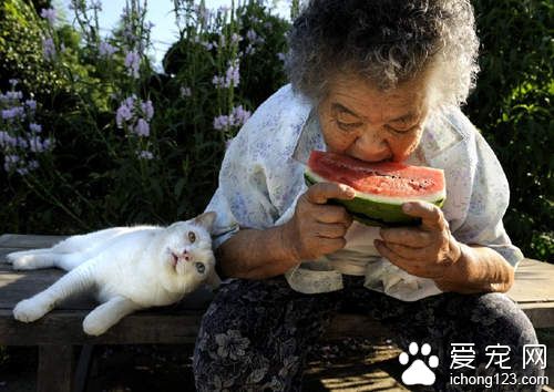 老奶奶和猫咪形影不离 但白猫因慢性肾衰竭而过世了