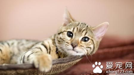 猫咪除虫多少钱 猫咪定期驱虫很重要