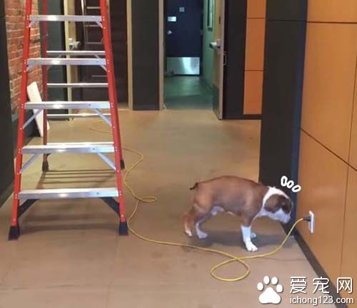 遇到最害怕的电线跟梯子该怎么办呢？