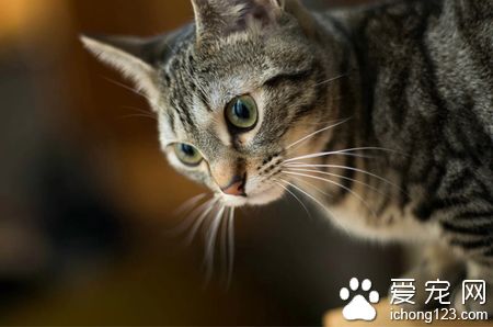 猫咪到处撒尿怎么办 要从小训练养成好习惯