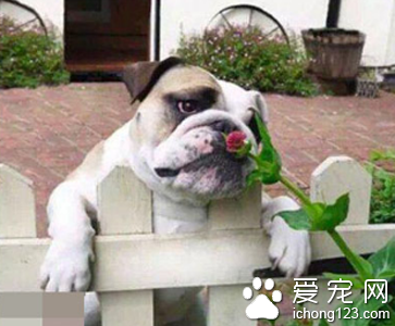 汪星人怎么了，一脸生无可恋