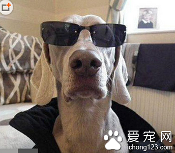 传说中的黑帮狗老大在此