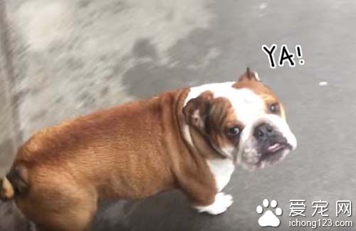 遇到最害怕的电线跟梯子该怎么办呢？