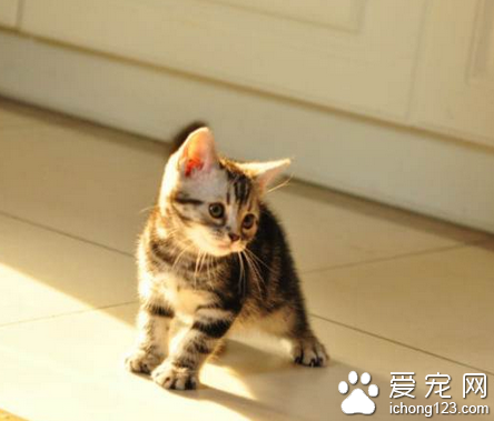 幼猫吃什么粮 幼猫有特殊的营养需求