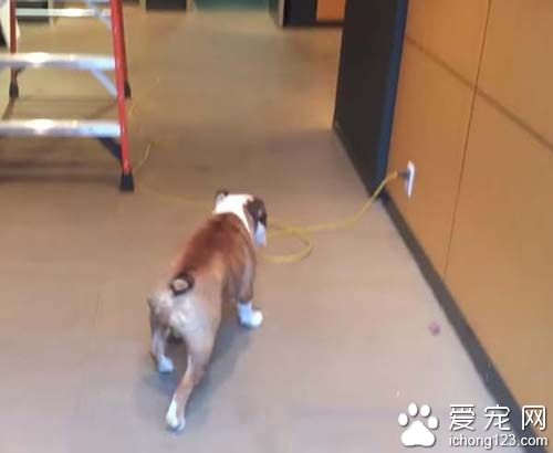 遇到最害怕的电线跟梯子该怎么办呢？