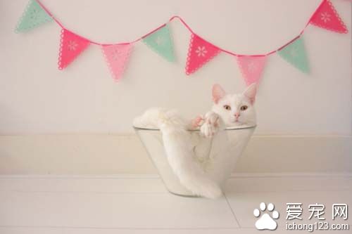 白猫就爱沙拉碗可爱模样超疗愈！