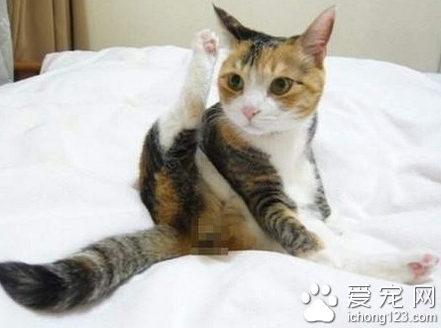 功力还是不错的