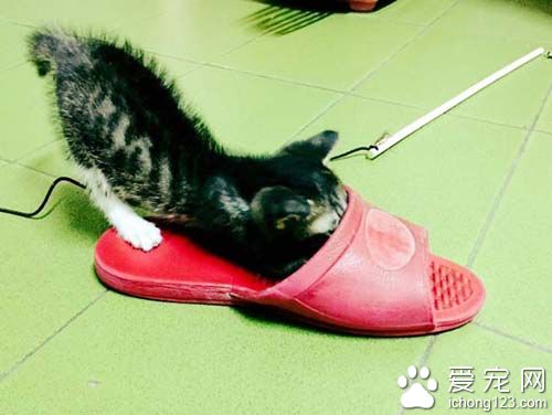 不要贸然领养猫咪 好心差点做坏事小猫鬼门关前走一趟！
