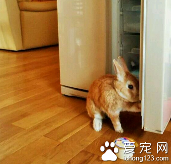 还学会偷东西了