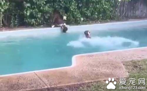 心机dog故意丢玩具　害同伴跳下泳池