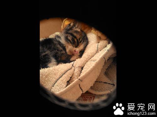 不要贸然领养猫咪 好心差点做坏事小猫鬼门关前走一趟！