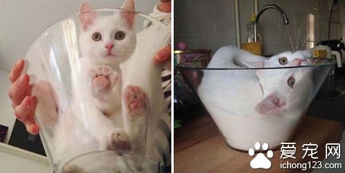 白猫就爱沙拉碗可爱模样超疗愈！